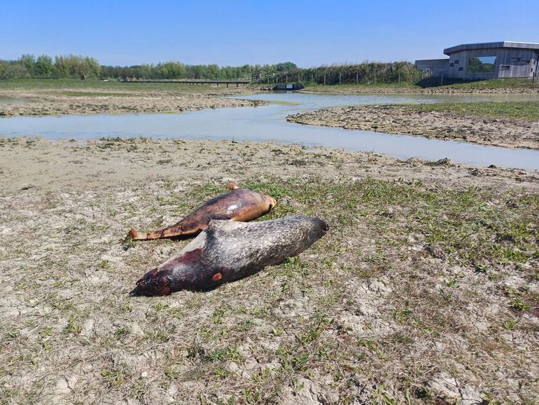 Bij vogelkijkhut Waterdunen zijn een dode zeehond en bruinvis neergelegd. Bruinvissen zijn de kleinste walvisachtigen die voorkomen in de Noordzee. Ze worden anderhalf tot twee meter lang