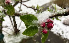 Appel bloei en sneeuw