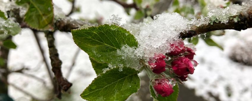 Appel bloei en sneeuw