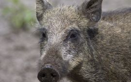 Sus scrofa. Wild zwijn