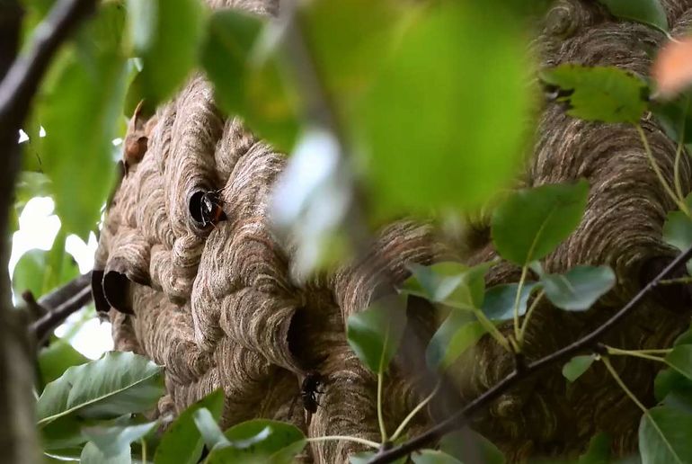 Nest van de Aziatische hoornaar in Dreischor