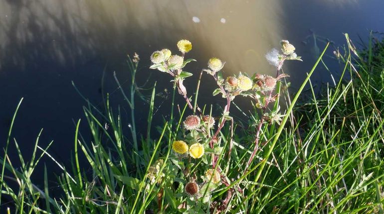 Ook klein vlooienkruid groeit nu in het gebied, een zeldzaam plantje