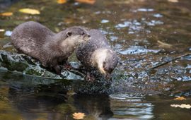 Twee otters in het water