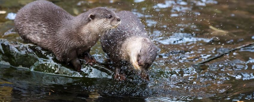 Twee otters in het water