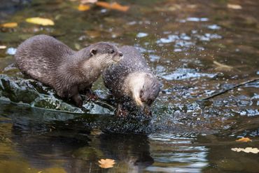 Twee otters in het water