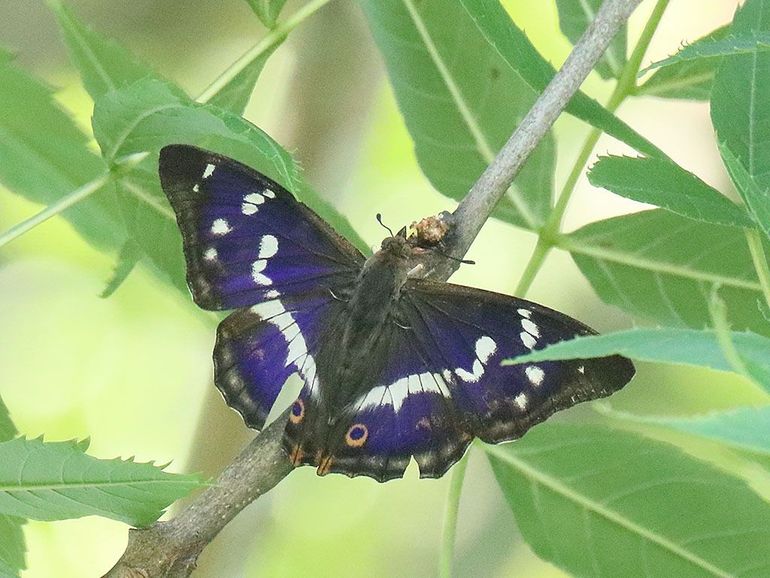 Grote weerschijnvlinder