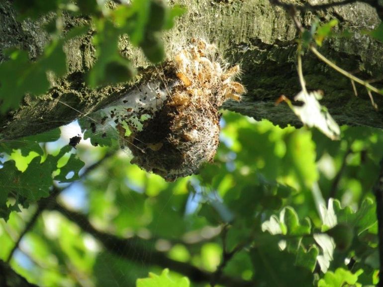 Actief nest op 7 september 2016 – de witte draden duiden op activiteit van de rupsen