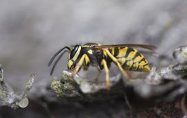 Vespa crabro, Europese hoornaar