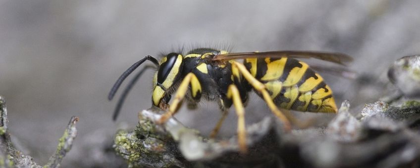 Vespa crabro, Europese hoornaar