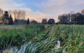 Koen Brouwer Lisdodde veld in het najaar