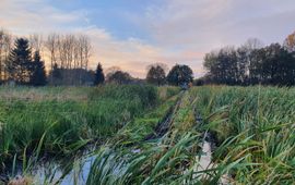 Lisdodde veld in het najaar