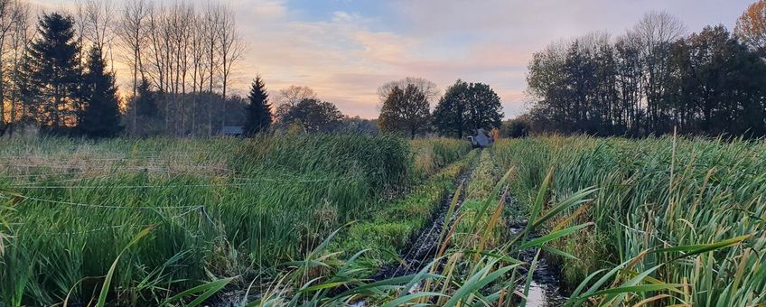 Lisdodde veld in het najaar