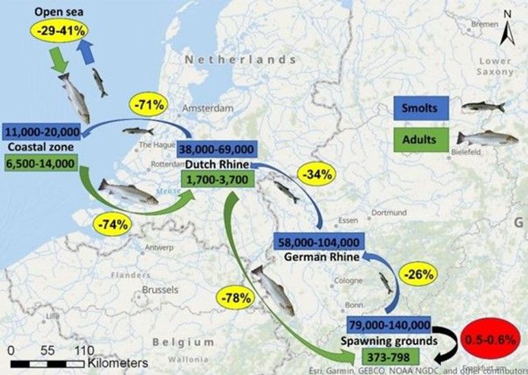 Geschatte aantallen van stroomafwaarts naar zee migrerende smolts (blauw) en stroomopwaarts naar zoetwater migrerende adulten (groen). De verliespercentages per riviersectie staan in geel gemarkeerd en de terugkeerverhouding is in rood aangegeven