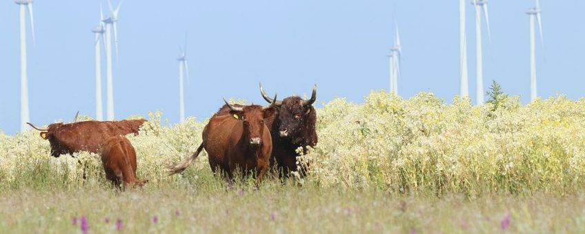 Rode geuzen en rietorchissen op Slikken van de Heen.