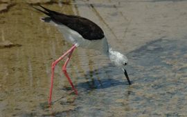 Jan van der Straaten, Saxifraga Himantopus himantopus. Steltkluut