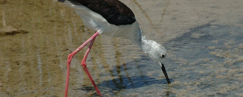 Himantopus himantopus. Steltkluut