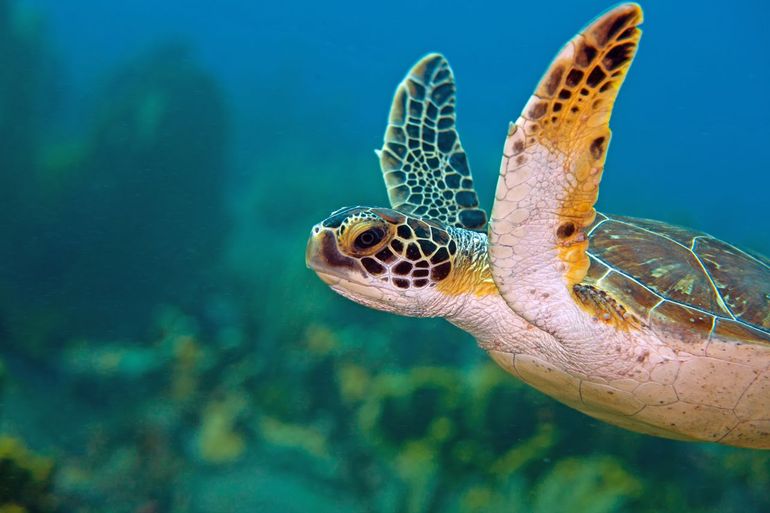 Groene zeeschildpad