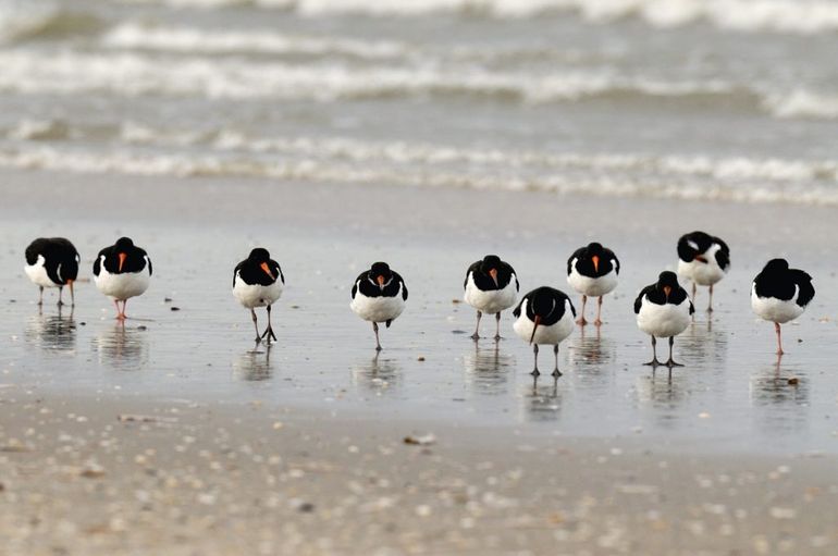 Scholeksters die de winter doorbrengen langs de Nederlandse kust