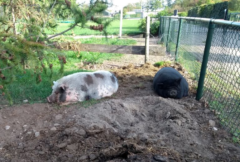 Ook hobbyvarkens moeten goed worden afgeschermd