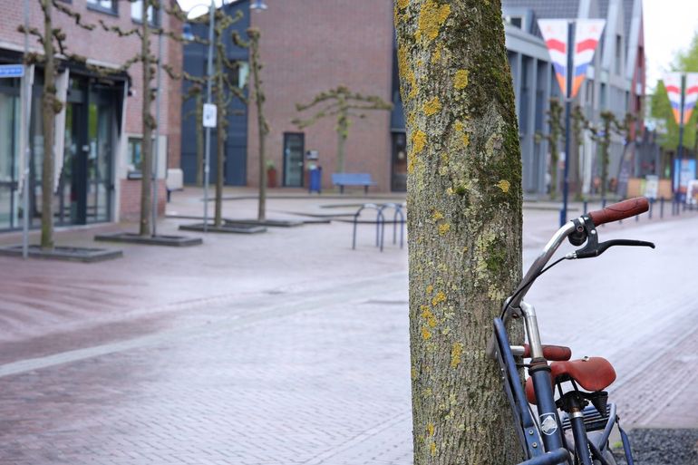 Boom met korstmossen in een dorpsstraat