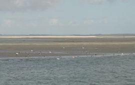 Roggenplaat Oosterschelde Cor Smit