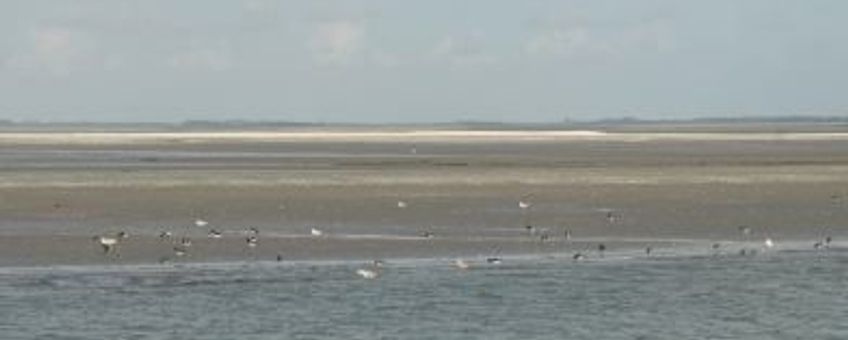 Roggenplaat Oosterschelde Cor Smit