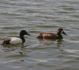 Aythya marila. Topper