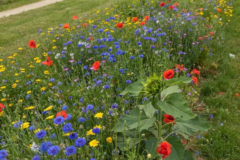 Een doel van het Uitvoeringsprogramma Biodiversiteit is het ecologisch beheer van alle bermen. Deze bermen zijn ingezaaid met inheemse zadenmengsels en worden minder vaak gemaaid. Daarvan profiteren insecten en andere kleine dieren