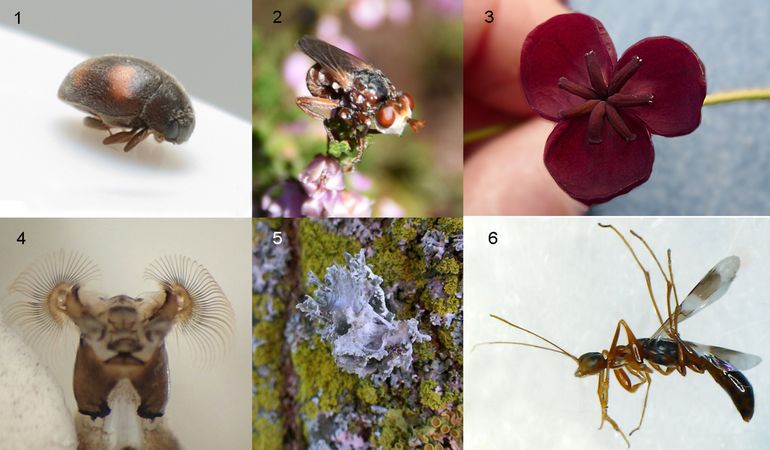 Enkele bijzonderheden die tijdens het 1000-soortenproject werden aangetroffen. 1. Viervlekkapoentje (foto: Alrik Hoven), 2. heideblaaskaakje (foto: Erik van Beers), 3. klimaugurk (foto: Marcel Hospers), 4. de kriebelmug Simulium noelleri (foto: Bram Koese), 5. breed takmos (foto: Arie van den Bremer), 6. de tangwesp Dryinus collaris (foto: Vincent Kalkman)