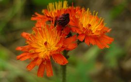 Oranje havikskruid Saxifraga