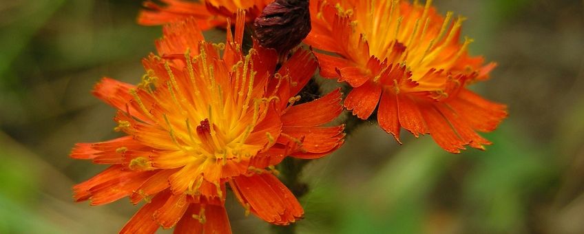 Oranje havikskruid Saxifraga