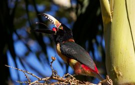 John Norton via Wikimedia Commons, CC BY 2.0). Halsbandarassari (Pteroglossus torquatus), een vogel uit de toekanfamilie, eet een rijpe palmvrucht in Belize
