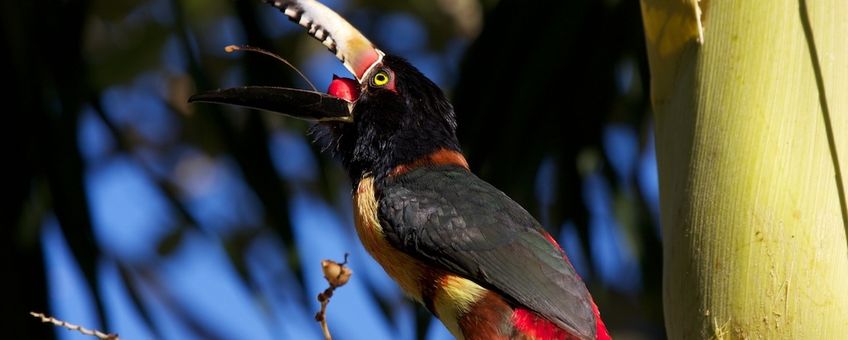 Halsbandarassari (Pteroglossus torquatus), een vogel uit de toekanfamilie, eet een rijpe palmvrucht in Belize