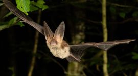 Gewone grootoorvleermuis in vlucht