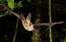 Gewone grootoorvleermuis in vlucht
