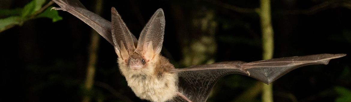 Gewone grootoorvleermuis in vlucht