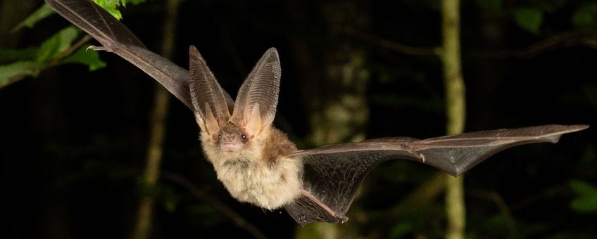 Gewone grootoorvleermuis in vlucht