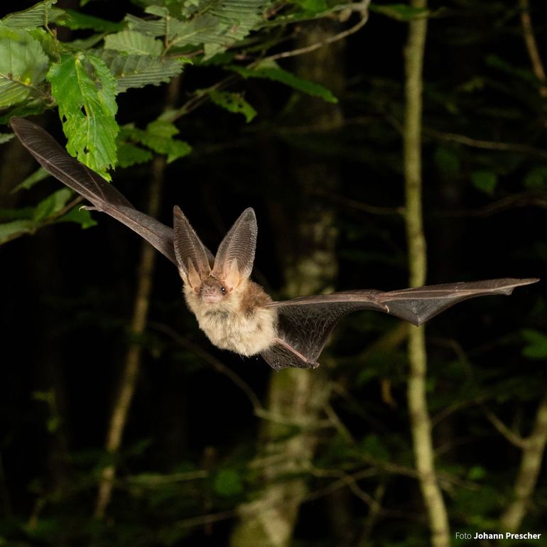 Gewone grootoorvleermuis in vlucht. Grootoorvleermuizen eten ook veel (nacht)vlinders zoals van de eikenprocessievlinder waarvan de rupsen ons soms flink tot last zijn. Dan toch liever een vleermuis boven de achtertuin