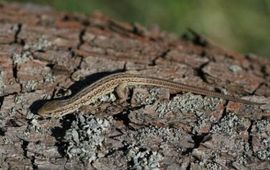 juveniele zandhagedis