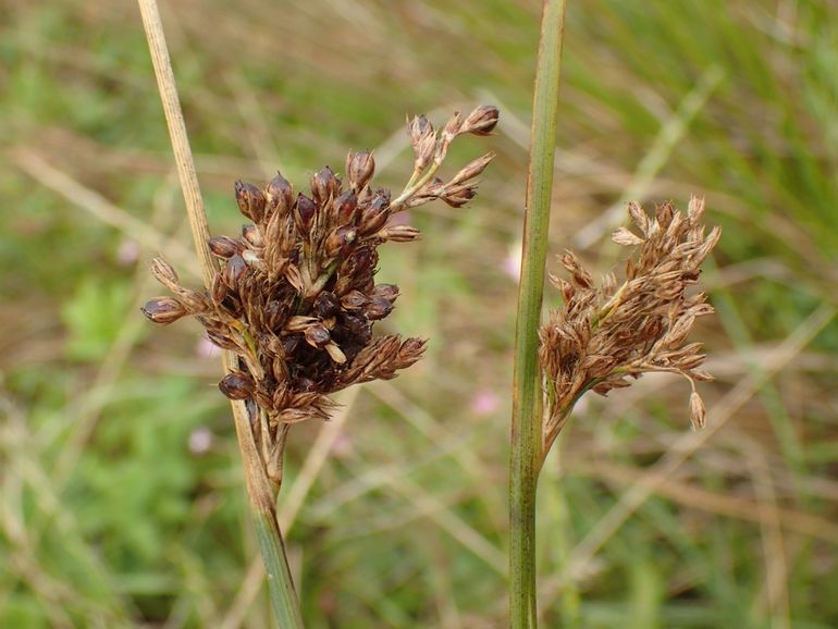 Juncus x diffusus (rechts) met Juncus inflexus (links)