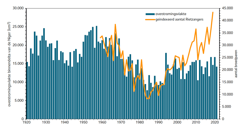 Aantal vierkante kilometers overstromingsvlakte in de binnendelta van de Niger (blauwe kolommen/linker y-as) en het geïndexeerde aantal broedparen van de rietzanger in het daaropvolgende broedseizoen (oranje lijn/rechter y-as)