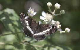 Kleine ijsvogelvlinder