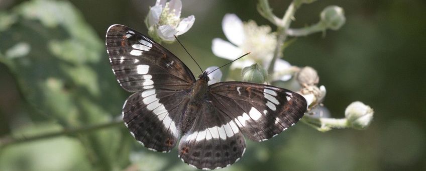 Kleine ijsvogelvlinder