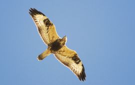 juveniele Ruigpootbuizerd