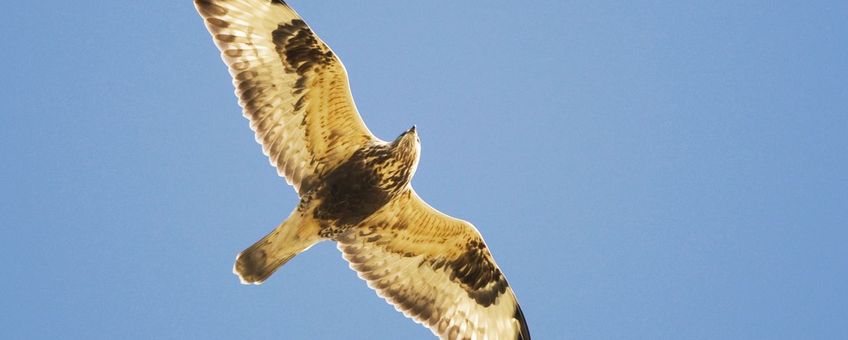 juveniele Ruigpootbuizerd