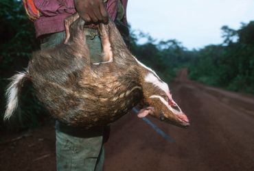 Jager op weg naar huis met bushmeat, Centraal-Afrika