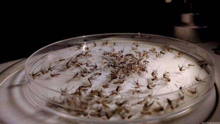 De mogelijke opbrengst van één muggenval in 24 uur