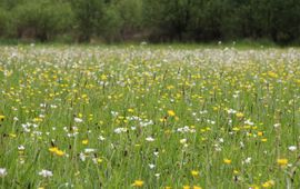 Bloemrijk grasland in wijstgebied