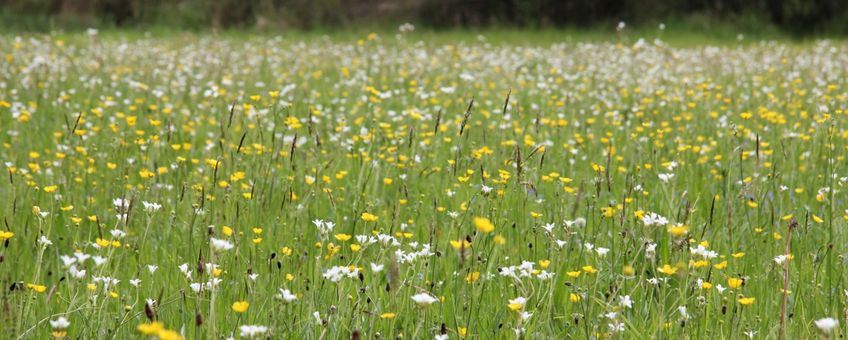 Bloemrijk grasland in wijstgebied