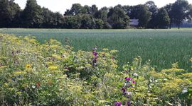 Bloemrijke akkerrand in Flevoland